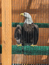 Cascades Raptor Center photo 4