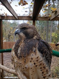 Cascades Raptor Center photo 5