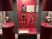McClung Museum of Natural History & Culture photo 5