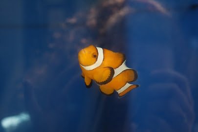 Maria Mitchell Aquarium & Sea Shop photo 2