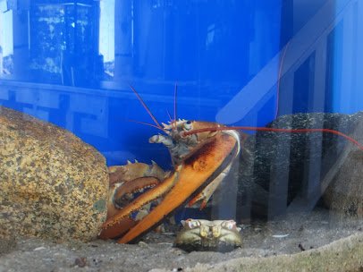 Maria Mitchell Aquarium & Sea Shop photo 3
