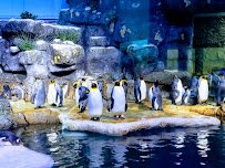 Moody Gardens Attractions Theme Park photo 5