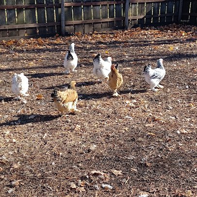 Volkening Heritage Farm at Spring Valley photo 6