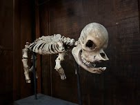 The Oddities Museum, Inc photo 5