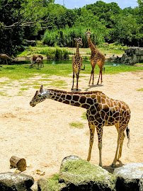 Cameron Park Zoo photo 3