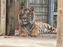 Cameron Park Zoo photo 4