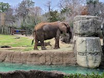 Cameron Park Zoo photo 5