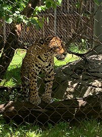 Cameron Park Zoo photo 6
