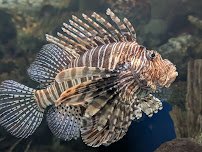 Shark Reef Aquarium at Mandalay Bay photo 3
