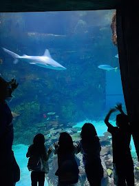 Shark Reef Aquarium at Mandalay Bay photo 4