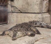 Shark Reef Aquarium at Mandalay Bay photo 5