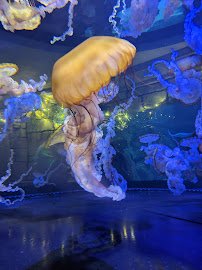 Shark Reef Aquarium at Mandalay Bay photo 6