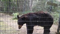 Black Bear Exhibit