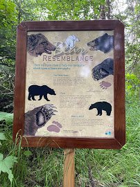 Black Bear Exhibit photo 2