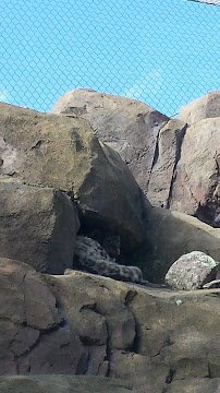 Black Bear Exhibit photo 3