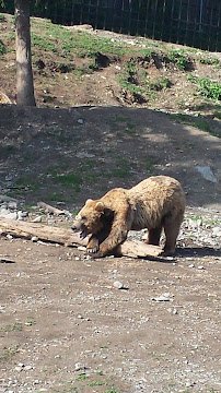 Black Bear Exhibit photo 4