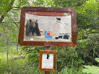 Black Bear Exhibit photo 5