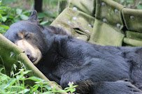 Black Bear Exhibit photo 6