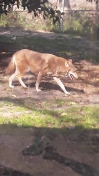 Animal Forest photo 2