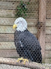 Animal Forest photo 4