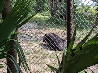 Animal Forest photo 6