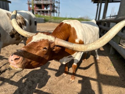 South Padre Island Adventure Park photo 5