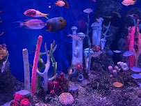 SEA LIFE New Jersey Aquarium photo 6