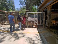 LA Zoo: Neil Papiano Play Park photo 6