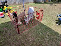 Cock-A-Doodle-Doo Petting Zoo