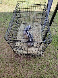 Cock-A-Doodle-Doo Petting Zoo photo 2