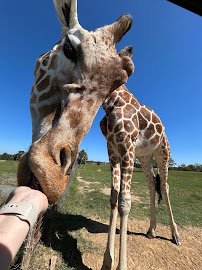 Safari Wild Animal Park photo 3