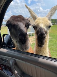 Safari Wild Animal Park photo 4