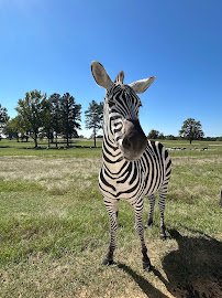 Safari Wild Animal Park photo 5