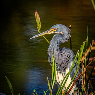 Green Cay Nature Center & Wetlands photo 6