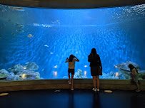 National Mississippi River Museum & Aquarium photo 3