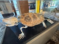 National Mississippi River Museum & Aquarium photo 5