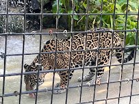 The Texas Zoo photo 3