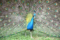 The Texas Zoo photo 4