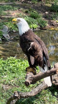 The Texas Zoo photo 6