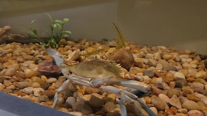North Carolina Estuarium photo 2