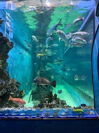 Swim with our Fish