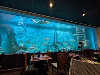 Swim with our Fish photo 2