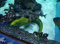 Swim with our Fish photo 3