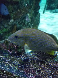Swim with our Fish photo 5