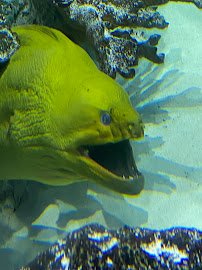 Swim with our Fish photo 6