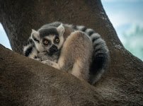 Primate Canopy Trails photo 4