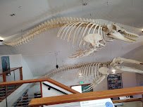 Charleston Marine Life Center photo 3