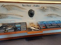 Charleston Marine Life Center photo 5