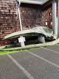 Charleston Marine Life Center photo 6