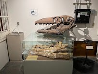 BYU Museum of Paleontology photo 3